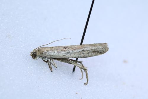Réf. 258 613 : Phycitinae inconnu